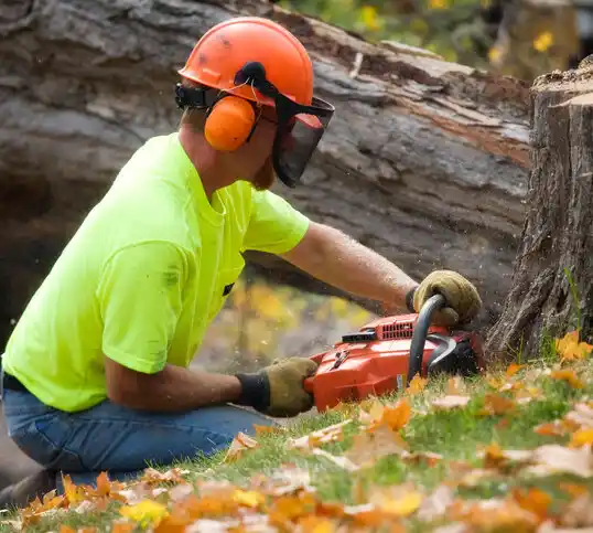 tree services Sciotodale